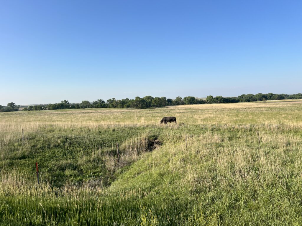 A solitary cow standing calmly in a wide-open Kansas prairie, with expansive green fields and a big blue sky stretching into the horizon.