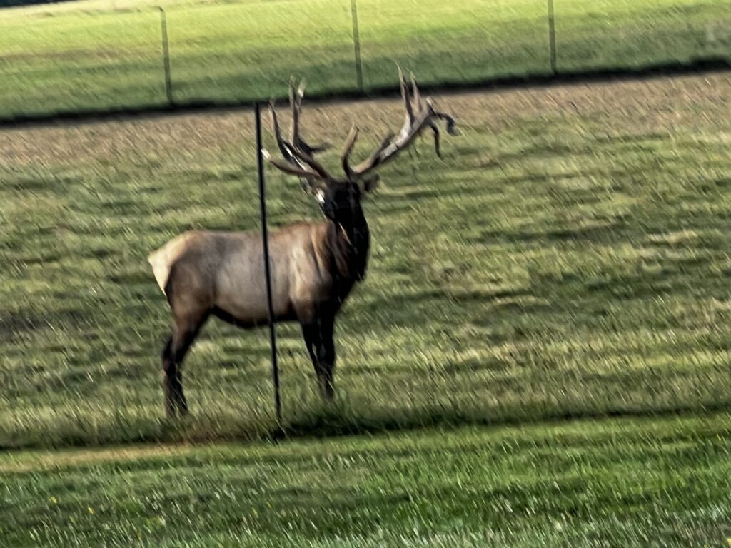 Bull elk at Valley View Elk Ranch spotted during the 2025 Rib Ride