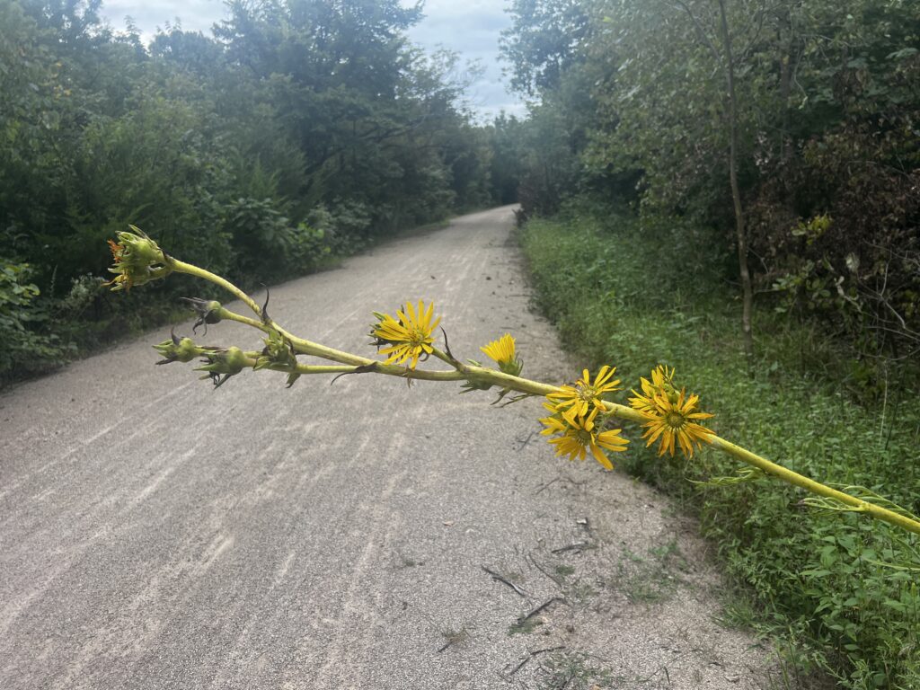 Yellow flowers hanging over the Prairie Spirit Trail, framing the path