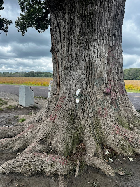 Ancient 400-year-old lone pin oak tree with lightning rods on the back side, standing in a field