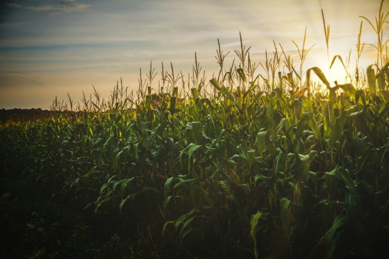 Full September Corn Moon glowing over fields of ripening corn at sunset. #shaunenation