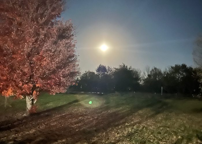 Full moon shining brightly above backyard trees at night. #Shaunenation